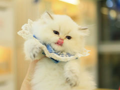 -柚子猫舍·精品猫舍购猫·猫咪认养·购宠·宠物店