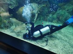 -上海海昌海洋公园