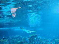 -西雅图水族馆