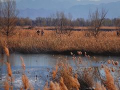 -野鸭湖国家湿地公园