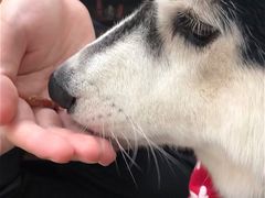 -Husky Go! 哈士奇体验馆·宠物咖啡厅狗咖