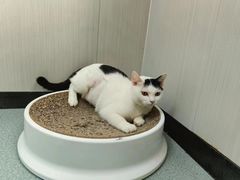 -东莞宠友24H宠物中心医院·转诊夜诊·异宠(新河北路院)