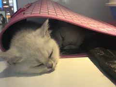 -龟与熊猫宠物公园(南坪店)