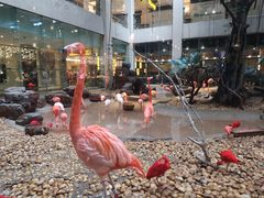 火烈鸟-白虎自助餐厅·真老虎·景观自助餐厅(广州长隆酒店)