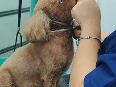 -博特宠物医院24h犬猫全科.骨科·异宠