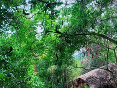 -海南槟榔谷黎苗文化旅游区