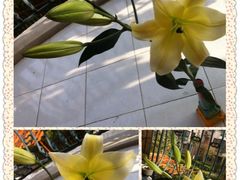 黄百合-双季花艺园艺市场(浦东店)