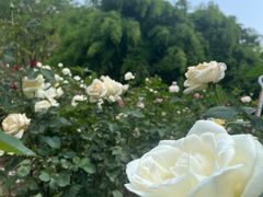 -人民公园(罗湖区)