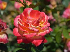 -上海滨江森林公园