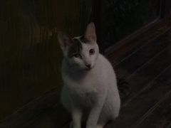 -山色西餐·柴火烤披萨