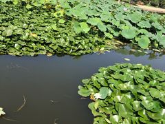 -前关湿地公园