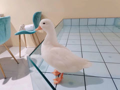 -RU DUCK柯尔鸭公社·撸鸭俱乐部·羊驼·小香猪