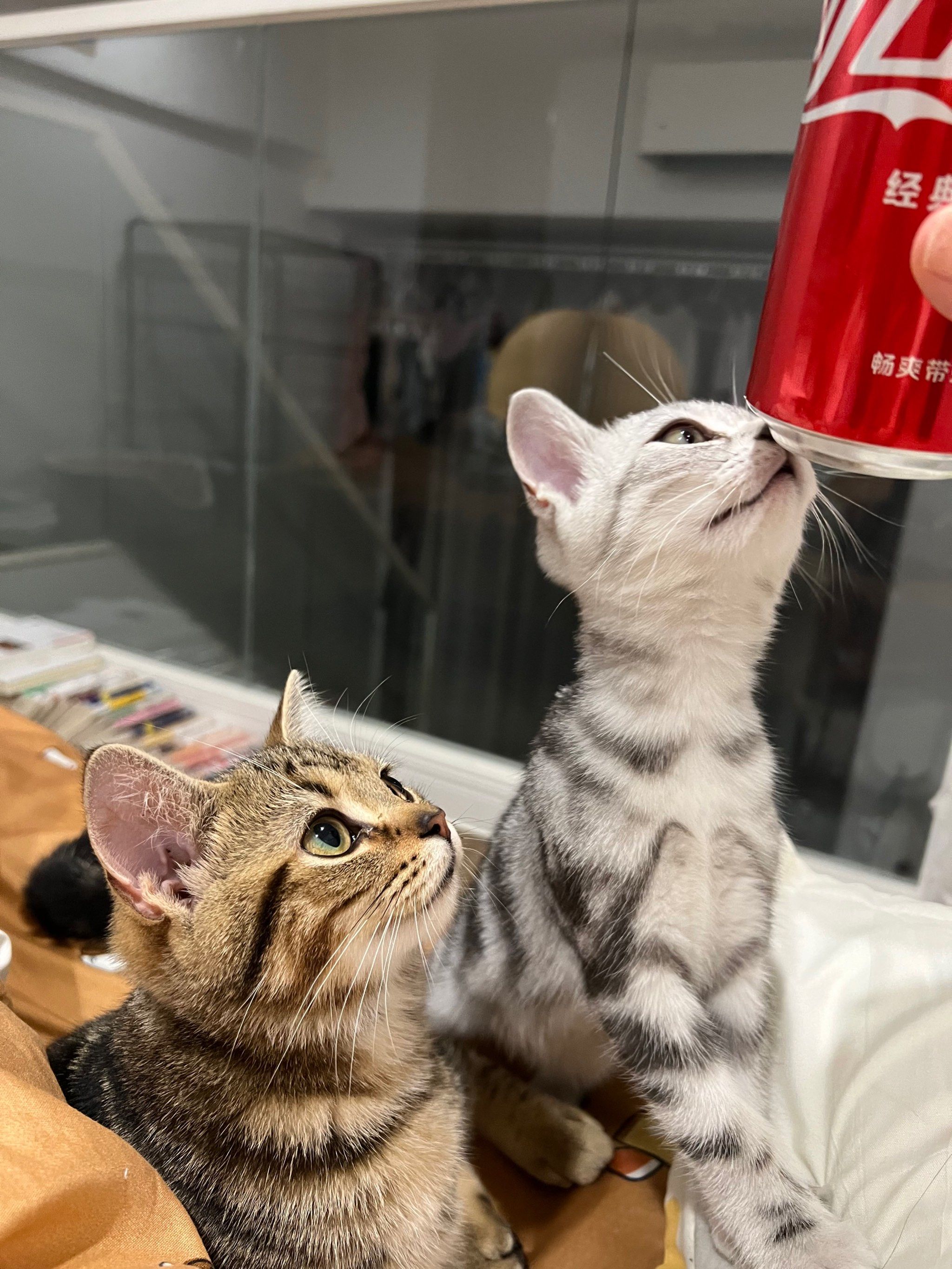 吃饭睡觉逗猫猫93