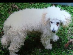 android_upload_pic-顺强宠物诊所·狂犬免疫·夜诊·骨科(嘉定店)