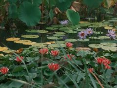 -国家植物园南园