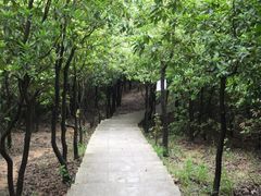 -火炉山森林公园