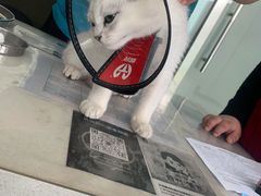 -宠颐生·恒爱宠物医院(静海店)