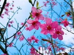-天适樱花悠乐园