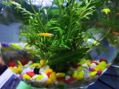 -双季花艺园艺市场(浦东店)