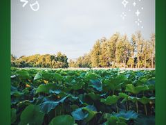 -翠湖公园