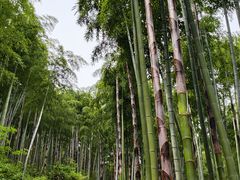 -安吉龙王山风景区