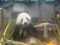 -栾川竹海野生动物园