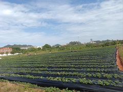 -长洲岛都市农业公园