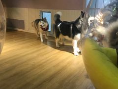 -Husky Go! 哈士奇体验馆·宠物咖啡厅狗咖