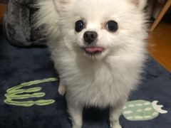 -佳雯宠物医院(金华南路分院)