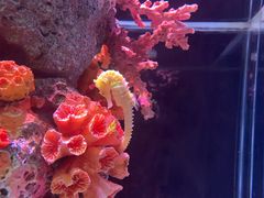 -暹罗海洋世界
