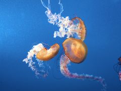 -太平洋海底世界