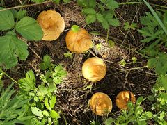 -塞罕坝国家级自然保护区