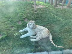 -北京野生动物园