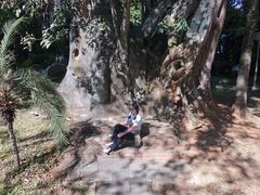 -瑞丽独树成林风景区