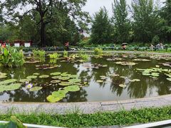 -莲花池公园