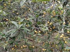 -塘栖枇杷特色园区