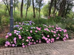 -西湖风景区-江洋畈生态公园