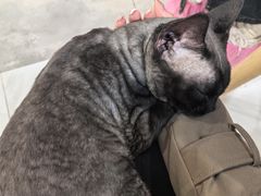 -楼上猫咖(罗湖店)