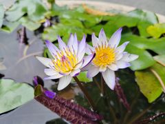 -深圳市中科院仙湖植物园
