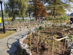 -东莞植物园