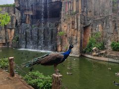 -海南热带野生动植物园