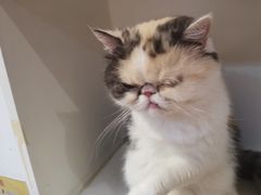 -猫大福·Fortune Cat猫舍(百子湾店)
