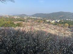 -香雪海
