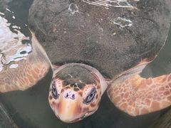 -硇洲岛旅游区