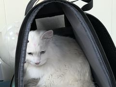 -美联众合动物医院·24h京西诊疗中心