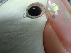 -瑞派·关忠动物医院·异宠专科·犬猫肿瘤·皮肤专科(望京店)