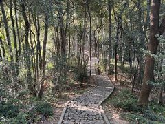 -上海佘山国家森林公园天马山园