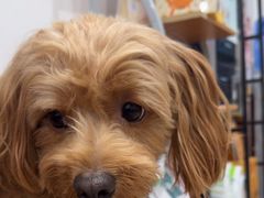 -宠福鑫动物医院(望京分院)