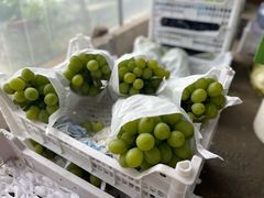 -马陆小张葡萄园农家乐