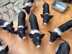 -HERRE·FARM 赫尔露营农场·团建聚会包场